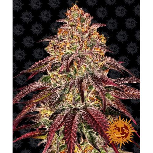BARNEY'S FARM -  MIMOSA X ORANGE PUNCH AUTO - 10 SEEDS - 2 PACKE + 1 FREE