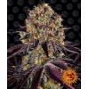 BARNEY'S FARM - RUNTZ X LAYER CAKE FEM - 5 SEEDS