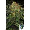 NEW - TH SEEDS - BUBBLEGUM FEM - 10+2 SEMI - 710 Limited Special Pack 
