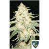 NEW - TH SEEDS - WY-KIKI FEM - 6+1 SEMI