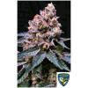TH SEEDS - BLACK APPLE HITCHCOCK FEM - 6+1 SEMI