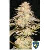 TH SEEDS - BUBBLEBANANAGUM FEM - 2 SEEDS - 710 Limited Special Pack 