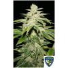 TH SEEDS - WATERMELON ULTRA FEM - 7+1 SEMI - 710 Limited Special Pack 