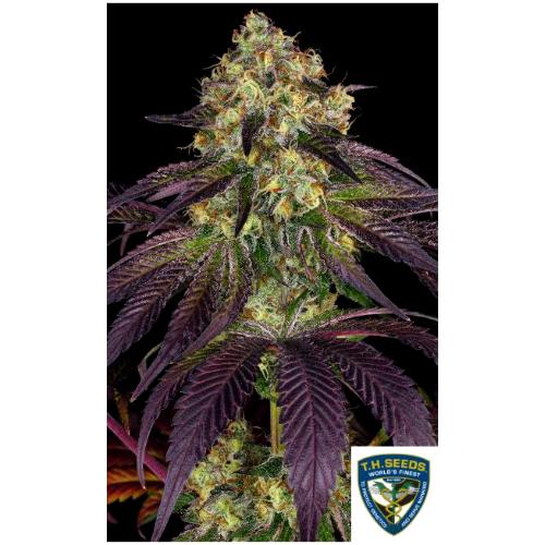 TH SEEDS - STRACCIATELLA FEM - 2 SEEDS