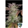 TH SEEDS - GELATO CAKE FEM - 2 SEEDS
