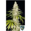 TH SEEDS - MONT BLANC  FEM - 2 SEMI