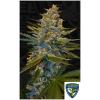 TH SEEDS - BANANA CANDY KRUSH  FEM -  2 SEMI
