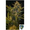 TH SEEDS - MELONSICLE  FEM - 6+1 SEMI