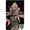 TH SEEDS - LONDON MINT CAKE FEM - 6+1 SEMI
