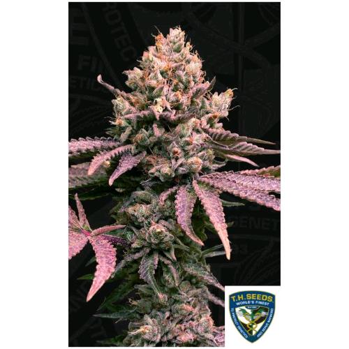 TH SEEDS - LONDON MINT CAKE FEM - 6+1 SEMI