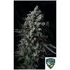 TH SEEDS - MK ULTRA FEM - 6+1 SEEDS