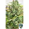 TH SEEDS - CITRON GRIVÉ FEM - 6+1 SEEDS
