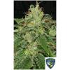 NEW - TH SEEDS - S.A.G.E FEM - 10+2 SEMI