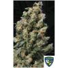 NEW - TH SEEDS - KUSHAGE FEM - 5+1 SEMI