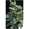NEW - TH SEEDS - SAGE'N SOUR FEM - 5+1 SEMI