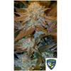 NEW - TH SEEDS - CRITICAL HOG FEM - 10+2 SEMI