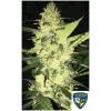 NEW - TH SEEDS - LA S.A.G.E FEM - 5+1 SEMI