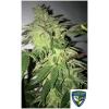 NEW - TH SEEDS - SHILOH Z FEM - 5+1 SEMI
