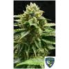 NEW - TH SEEDS - MELON VADER FEM - 5+1 SEMI