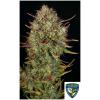 TH SEEDS - MK ULTRA AUTO - 2 SEMI