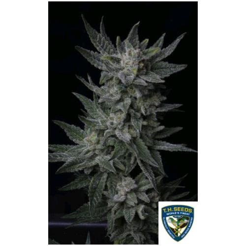 TH SEEDS - BUBBLEGUM AUTO - 2 SEEDS