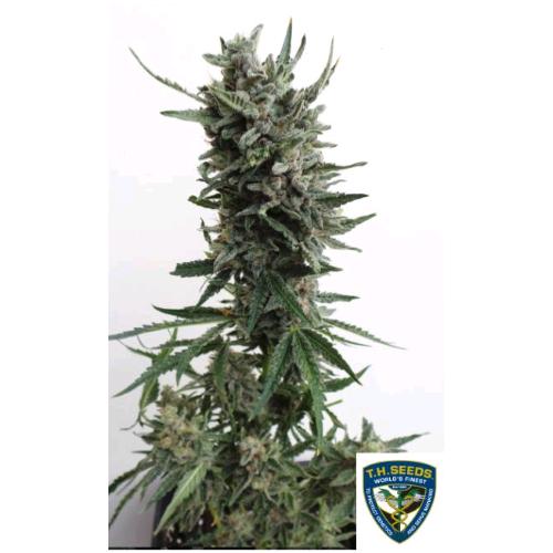 TH SEEDS - CRITICAL HOG AUTO - 10+2 SEEDS