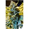 TH SEEDS - NOTHERN HOG AUTO - 2 SEMI