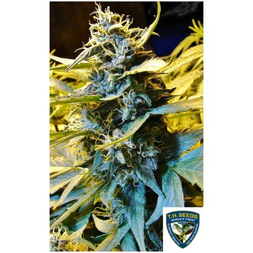 TH SEEDS - NOTHERN HOG AUTO - 6+1 SEMI