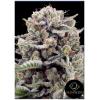 SILENT SEEDS - B-45 BY BOOBA FEM - 5 SEMI