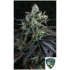 TH SEEDS - FRENCH MACARON  AUTO - 2 SEMI