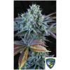 TH SEEDS - FRENCH COOKIES AUTO - 2 SEMI