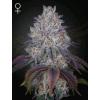 GREEN HOUSE - KING'S TART FEM - 10 SEEDS