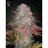 GREEN HOUSE - PULP FRICTION FEM - 5 SEMI