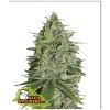 SEED STOCKERS - SUPER SKUNK AUTO - 1000 SEMI