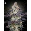 GREEN HOUSE - ZTRAWBERRY FEM - 3 SEMI