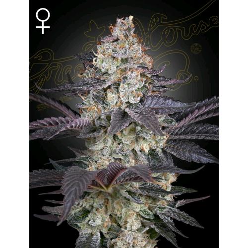GREEN HOUSE - ZTRAWBERRY FEM - 5 SEMI