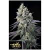 PARADISE SEEDS - PURPLE MINTS FEM - 5 SEEDS