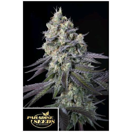 PARADISE SEEDS - PURPLE MINTS FEM - 3 SEEDS