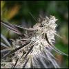 HUMBOLDT SEEDS - FLORIDA GASPACK FEM - 3 SEMI