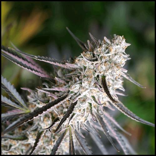 HUMBOLDT SEEDS - FLORIDA GASPACK FEM - 5 SEMI