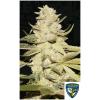 TH SEEDS - PLANET LEMON FEM - 2 SEMI