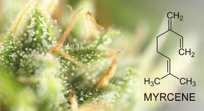 Myrcene