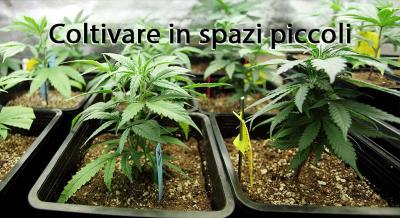 consigli coltivazione in spazi piccoli