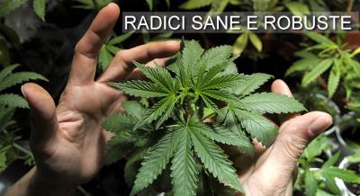 Radici Sane e Robuste