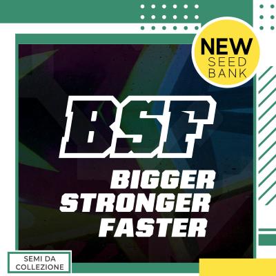 BSF - Nuovi Semi