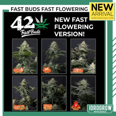 Fast Buds - Fast Flowering Version