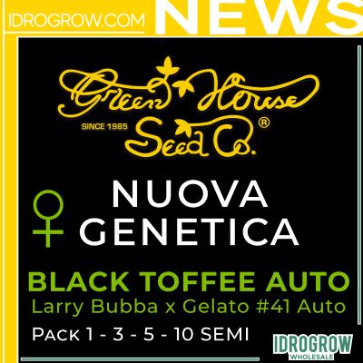 Green House Seed - Black Toffee Auto