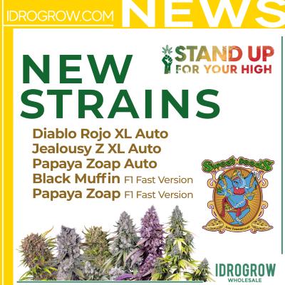 Sweet Seeds New Strains 2024
