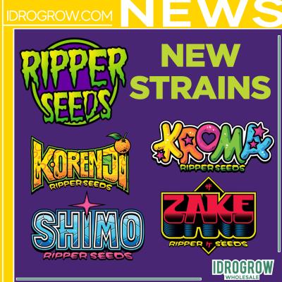 New strain Ripper seeds 2024