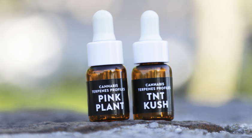 Terpeni Cannabis